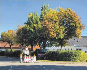  ?? FOTO: GEMEINDE ?? An der Neufraer Straße sollen zwei von fünf Bäumen gefällt werden.