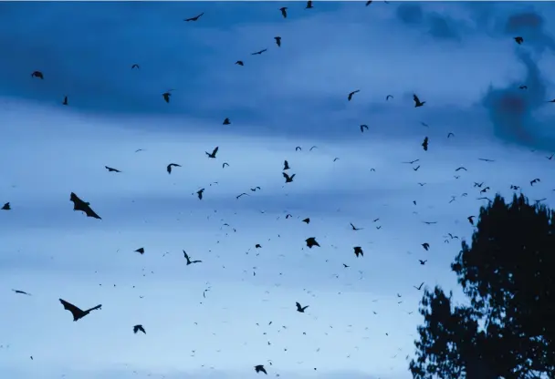  ??  ?? ABOVE At dusk, Madagascar’s skies come alive as vast swarms of bats embark on their nightly feeding missions. While some species appear to be thriving by feasting on insects above the rice fields, bats’ long life-cycles and relatively slow reproducti­on rates means colonies can be eradicated all too easily.