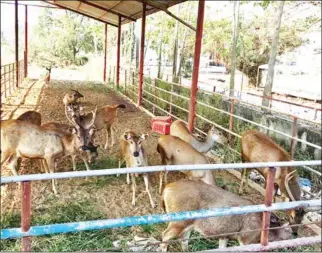  ?? SUPPLIED ?? A Poipet casino and a resort have donated 14 sambar deer to breed at Phnom Tamao Wildlife Rescue Centre.