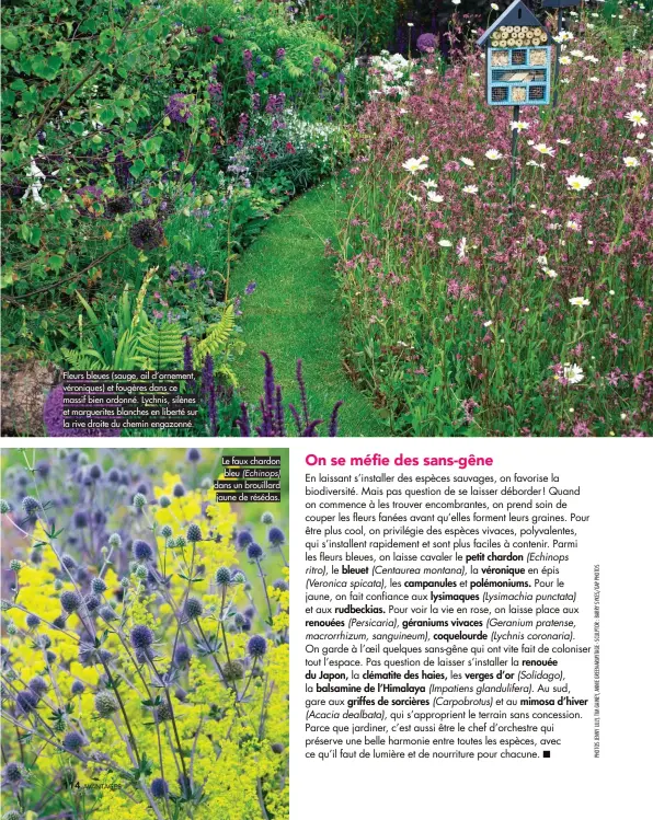  ??  ?? Fleurs bleues (sauge, ail d’ornement, véroniques) et fougères dans ce massif bien ordonné. Lychnis, silènes et marguerite­s blanches en liberté sur la rive droite du chemin engazonné.
Le faux chardon bleu (Echinops) dans un brouillard jaune de résédas.