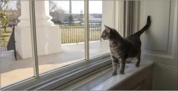  ?? ERIN SCOTT — THE WHITE HOUSE ?? Willow, the Biden family’s new pet cat, wanders around the White House in Washington on Wednesday.