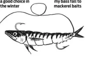  ??  ?? Below: Most of my bass fall to mackerel baits