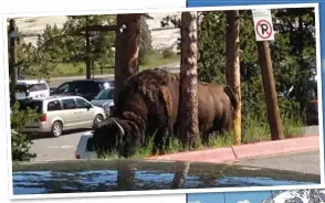  ??  ?? CLOSE ENCOUNTER: The bison that surprised Gabriel and Asha in the car park of their Yellowston­e hotel