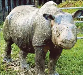  ??  ?? Iman, Malaysia’s last surviving female Sumatran rhino.