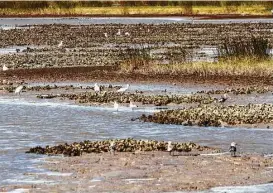  ?? Shannon Tompkins / Houston Chronicle ?? New regulation­s designed to protect intertidal oyster reefs took effect Nov. 1. Commercial or recreation­al harvest of oysters within 300 feet of water line along shoreline of mainland or islands is now prohibited.
