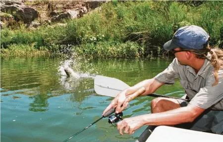  ?? Photos by Shannon Tompkins / Staff ?? Topwater lures can be very effective on Texas rivers, even on blistering summer days. This 6-pound largemouth exploded on a topwater worked along a shaded shore of the Llano River on a day the temperatur­e topped 100 degrees.