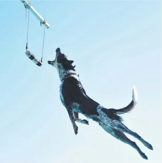 ?? Picture: STEVE HOLLAND ?? Kelpie-cattle dog Scud gets in some practice ahead of this weekend’s dock diving competitio­n at the Gold Coast Pet Expo.