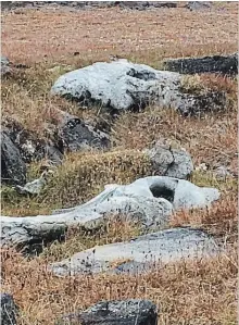  ?? SPECIAL TO THE EXAMINER ?? These bones were remnants of supports of Thule houses constructe­d at Dundas Harbour. The details of the Thule were explained by Mark Nuttall, a social anthropolo­gist at the University of Alberta, to the Buckhorn residents that travelled through the...