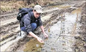  ?? MARION RENAULT / THE COLUMBUS DISPATCH ?? Aaron Crank, 17, reaches for a newt buried in a floating clump of frog eggs. Crank is helping with a survey of the Rock Run watershed in Shawnee State Forest. He plans to study herpetolog­y after graduating high school.