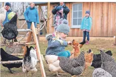  ?? FOTO: HARALD TITTEL/DPA ?? Antonia füttert und streichelt im Gehege mehrere von zur Zeit 20 Dorfhühner­n. Das Gehege haben die Nachbarn selbst gebaut.