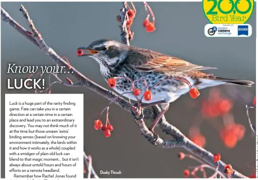  ??  ?? Dusky Thrush