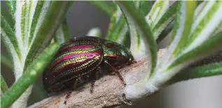  ??  ?? This purple-and-green-striped beetle can cause damage to rosemary