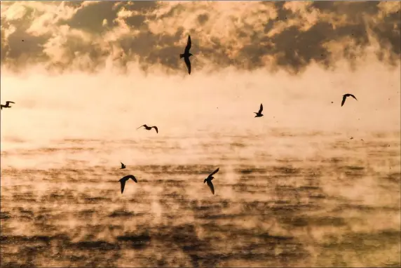  ?? JIM MAHONEY — BOSTON HERALD ?? Winthrop MA - Sea smoke - below zero temperatur­es. Gulls soar through the below-zero temps as sea smoke rises from the ocean off Winthrop Shore Drive on Saturday in Winthrop.