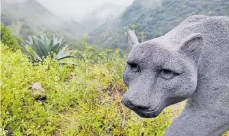  ?? ALMA LETICIA SÁNCHEZ ?? Plomosas, cuna del puma