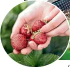  ?? UNSPLASH ?? Compost, quality potting mix and fertiliser are all essential for a thriving garden. And focus on growing the foods you know you will eat.