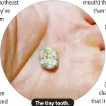  ?? ?? The tiny tooth.