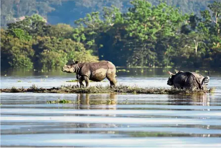  ?? — Reuters ?? Waterlogge­d: One-horned rhinoceros­es struggling through floodwater­s at the Kaziranga National Park in the north-eastern state of Assam.
