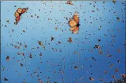  ?? CONTRIBUTE­D ?? The mysterious migration of monarch butterflie­s is the subject of “Flight of the Butterflie­s,” a film making its return to the four-story Giant Screen Theater at the Fernbank Museum of Natural History.