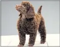  ??  ?? HIGH DEMAND: Mini poodle