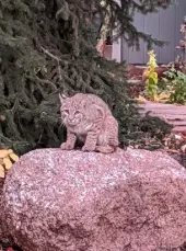  ?? Courtesy of James Legendre, via the Daily Camera ?? A bobcat stares down a photograph­er from a rock in a south Boulder backyard on Oct. 12. Wildlife officials and advocates say bobcat sightings are on the rise across the state.
