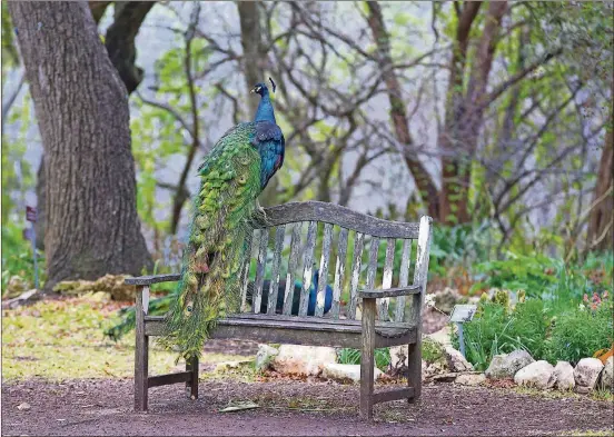 ?? RALPH BARRERA / AMERICAN-STATESMAN PHOTOS ?? You can get an up-close look at the 20 peacocks and peahens that roam the grounds at Mayfield Park and Preserve.
