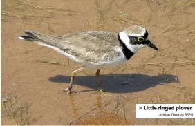  ?? Adrian Thomas RSPB ?? > Little ringed plover