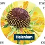  ?? ?? Helenium