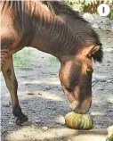  ??  ?? 1 1 Hebra eating a pumpkin