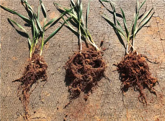  ??  ?? One popular product in the YLAD Living Soils’ ‘regenerati­ve cropping’ programme is Germinate Plus - a microbe-friendly, carbon-based granular blend supplying soluble and slow-release nutrients, including trace minerals, that produces roots looking like ‘dreadlocks. The root systems pictured above were produced using (from left) MAP, YLAD Germinate Plus and Worm Hit.