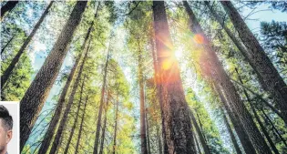  ?? PHOTO: GETTY IMAGES ?? Slower harvest . . . Bad weather affected forestry activity in the three months ended March. Inset: Jarrod Kerr