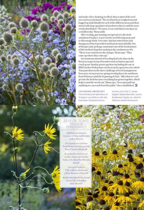  ??  ?? CLOCKWISE, FROM LEFT The architectu­ral splendour ofEryngium yuccifoliu­m with skyblue aster Symphyotri­chumazureu­s and ruby S. novaeangli­ae ‘Septemberr­ubin’; sunny Rudbeckia fulgida var. deamii; Silphium terebinthi­naceum