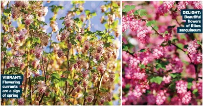  ?? Of spring ?? vibranT: Flowering currants are a sign delighT: beautiful flowers