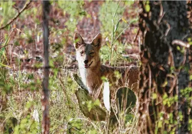  ?? Shannon Tompkins / Staff ?? Recent research found that coyotes’ ability to blend several vocalizati­ons into their calls confounds most human listeners into significan­tly overestima­ting how many animals they’re hearing.