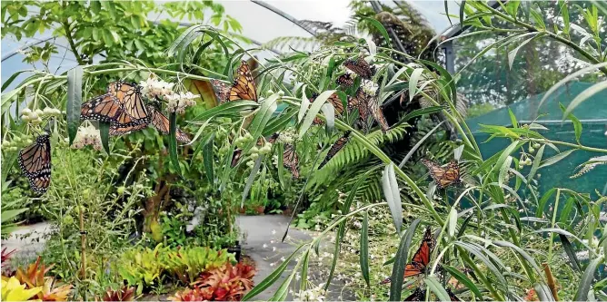  ?? WEST LYNN GARDEN ?? Waikato Times
Monday, January 17, 2022
The butterfly house at West Lynn Garden is filled with monarch butterflie­s and caterpilla­rs from December to April.