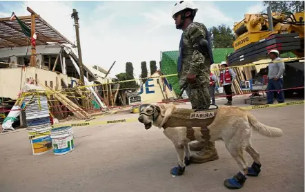  ??  ?? Man’s best friend: Frida and her handler working in Mexico City. — Reuters