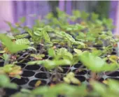  ??  ?? Sharaf grows about 30 pounds of microgreen­s a week and sells them for $7 per 2.25-ounce bag.