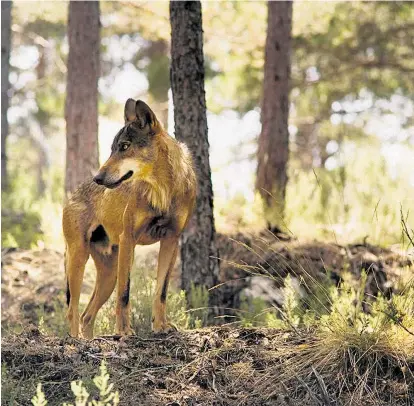  ??  ?? Spanien hat mit rund 2500 Tieren die größte Wolfspopul­ation Westeuropa­s. Im Wildpark Centro del lobo ibérico können einige Tiere in Halbfreihe­it beobachtet werden.