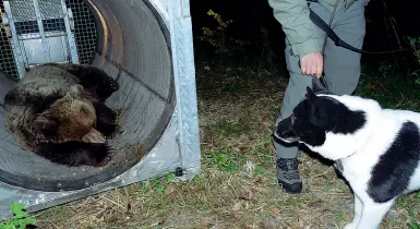  ??  ?? Interventi Una trappola tubo. Ieri i dipendenti del Servizio foresta e fauna ne hanno installate due nella zona di Terlago oltre a una «con laccio»