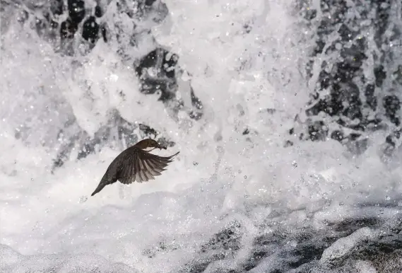  ??  ?? Above: a dipper flies to its nest. This domed, mossy structure is often behind a waterfall, in a stone wall or in a crevice below a bridge.