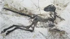  ??  ?? 0 A preserved skeleton of a winged dinosaur found by a farmer in China. Palaeontol­ogists at the University of Edinburgh were part of the team which identified it as a new species, Zhenyuanlo­ng suni, a close cousin of the Velocirapt­or