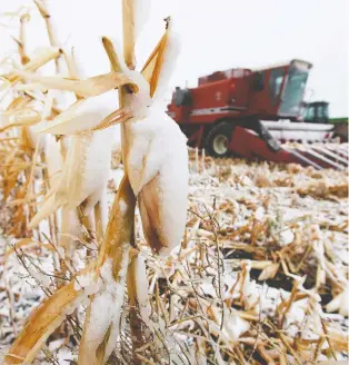  ?? JOHN WOODS/THE CANADIAN PRESS ?? Snow-covered corn remains unharveste­d and farm equipment sits idle near Steinbach, Man. earlier this month as severe weather upended the season for the province’s farmers.