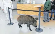  ?? SCREENSHOO­T: ANJA LUTZ ?? Das Bild aus einem privaten Video zeigt Wildschwei­n Olaf auf seinem Rundgang durchs Foyer des Aalener Ostalb-Klinikums.