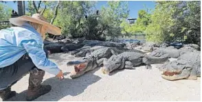  ?? RICARDO RAMIREZ BUXEDA/ORLANDO SENTINEL ?? Savannah Boan feeds alligators at Adventure Hour — Gatorland. Employees take care of the many animals as the park remains closed due to the coronaviru­s pandemic.