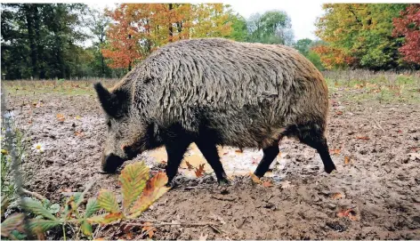  ?? RP-FOTO: ANDREAS ENDERMANN ?? Die Zahl der Wildschwei­ne ist explodiert. An der Grenze zu Hilden, unweit Haus Horst, wurden sie gesehen, ebenso im Hasseler Wald.