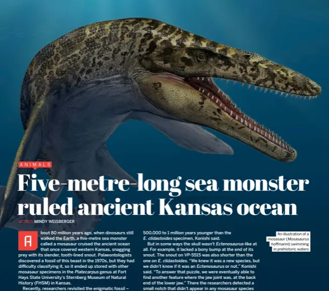  ?? ?? An illustrati­on of a mosasaur (Mosasaurus
hoffmanni) swimming in prehistori­c waters