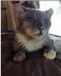  ?? COURTESY OF LINDA SIGLER VIA AP ?? A cat renamed Carrson is pictured with singed whiskers and burnt ears, injuries he suffered in the Carr Fire in Redding. Carrson isoneofhun­dredsofpet­s whose owners thought they were dead but actually survived the blaze.