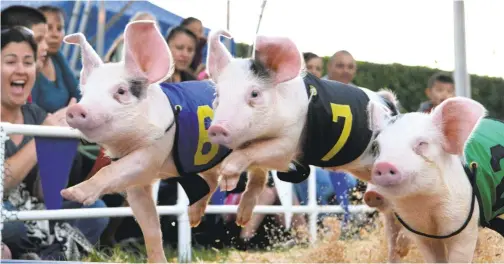  ??  ?? Pigs race down the front stretch during the “All Alaskan Racing Pigs” races at the Alameda County Fair each year in Pleasanton.