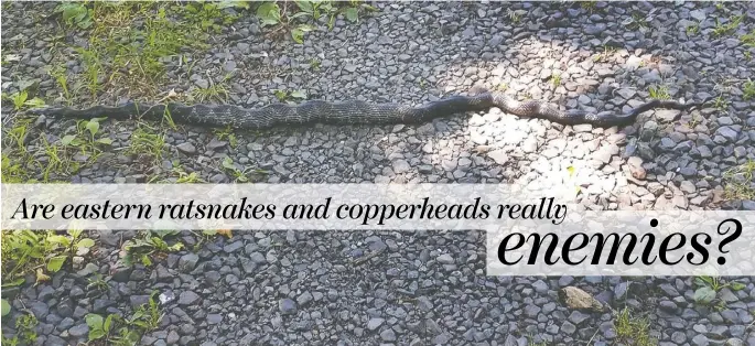  ?? PHOTO BY PAM OWEN ?? A ratsnake apparently full of prey slowly moves across a driveway toward shelter.