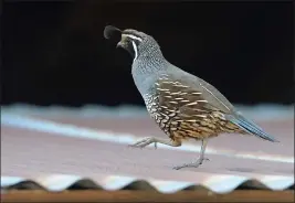  ?? ALAN DEP — MARIN INDEPENDEN­T JOURNAL ?? A California quail runs across the roof of a shed in Novato in 2020.
