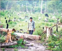  ?? HENG CHIVOAN ?? A Prey Lang forest community activist inspects a section of the forest after it was cleared in 2014.